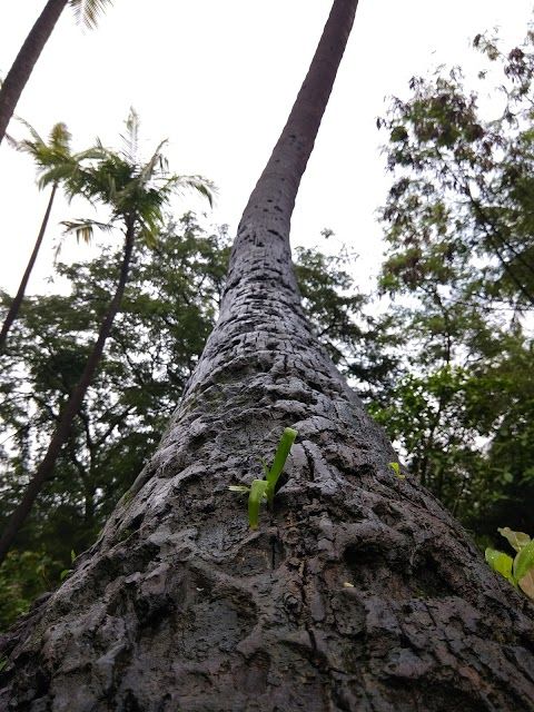 Chotha Kashmir The Boat Club